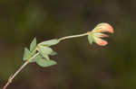 Bird's-foot trefoil